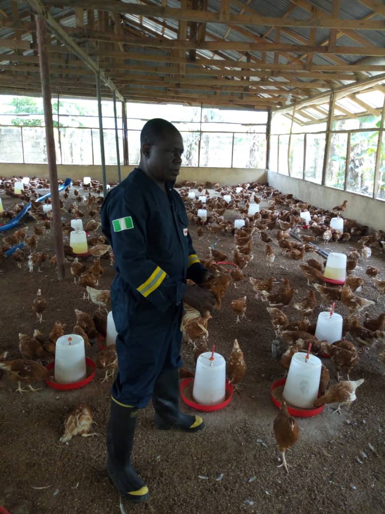 poultry10