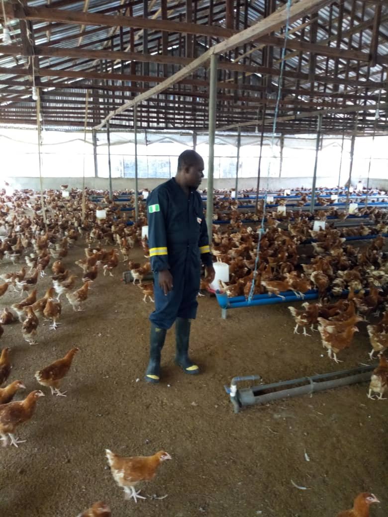 poultry11