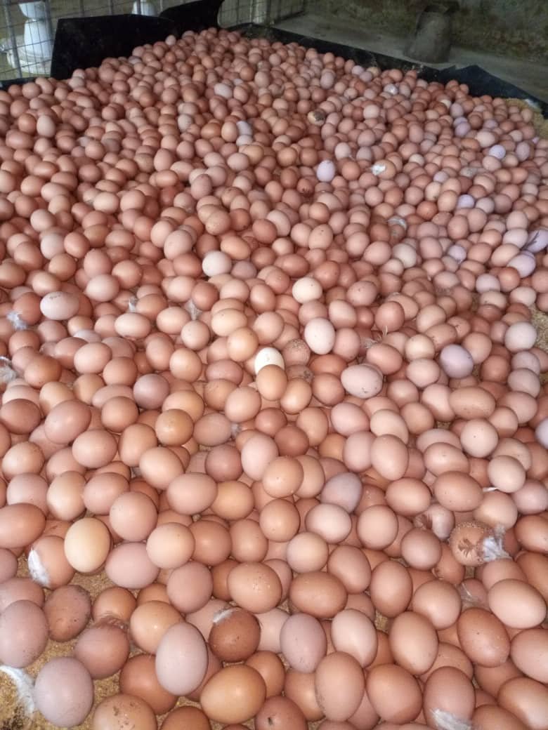 poultry12