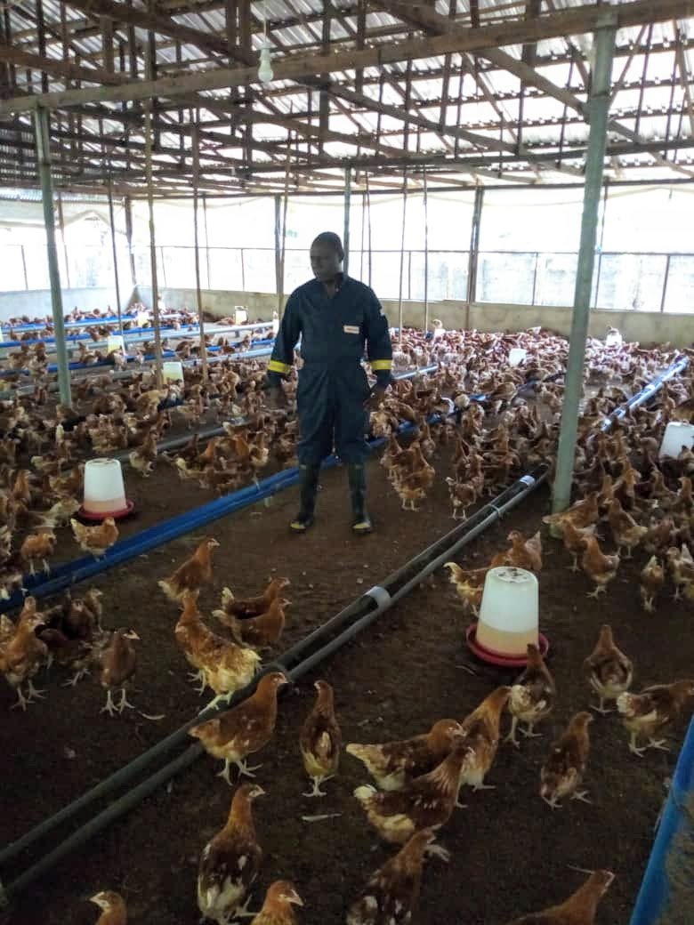 poultry2